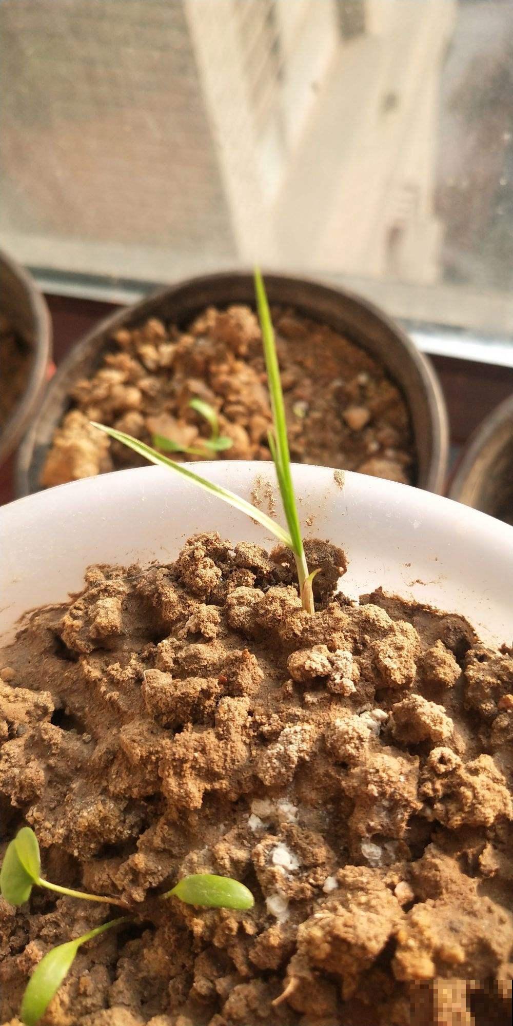 再普遍不过的这杂草，原来根系大有乾坤，怪不得老有人蹲着狂挖！