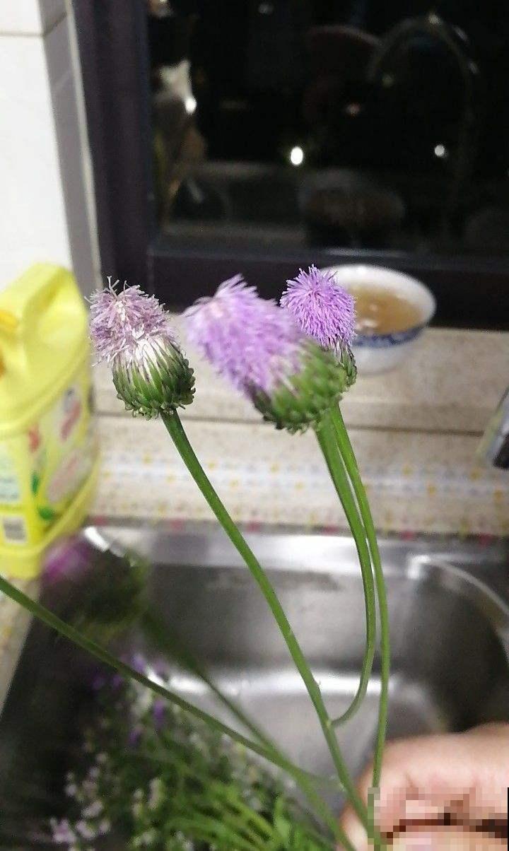 不起眼的小野花，挖回家能当野菜吃，还是有名的中药草！