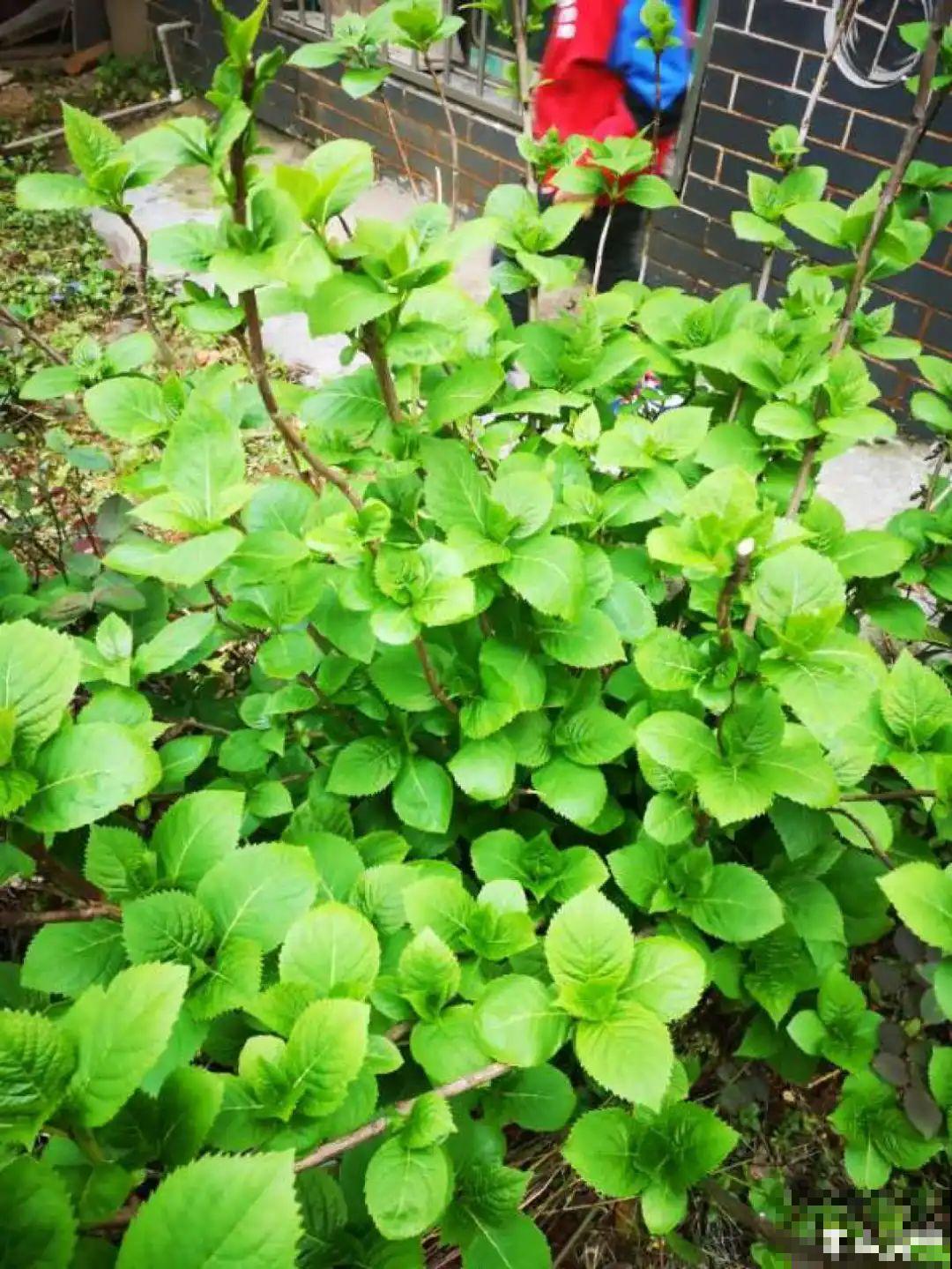 ！爱爬墙的20种花，嗖嗖爬满整面墙，看着心情就好