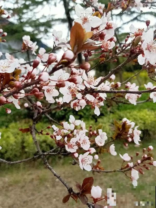 阳春三月，出门踏青，原来有这么多漂亮花！