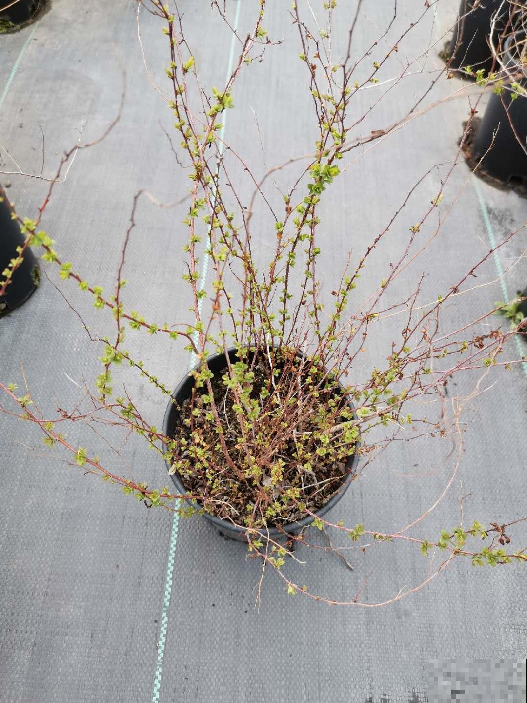喷雪花花如其名，花量超大，开花像下雪