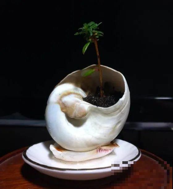 君子兰越小越值钱，养了4年，只有硬币大！