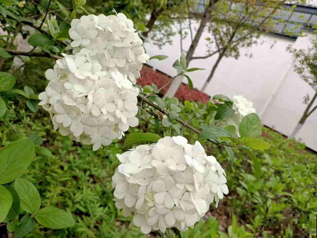 木绣球能长3米高，花比脸还大，就是很少有人养