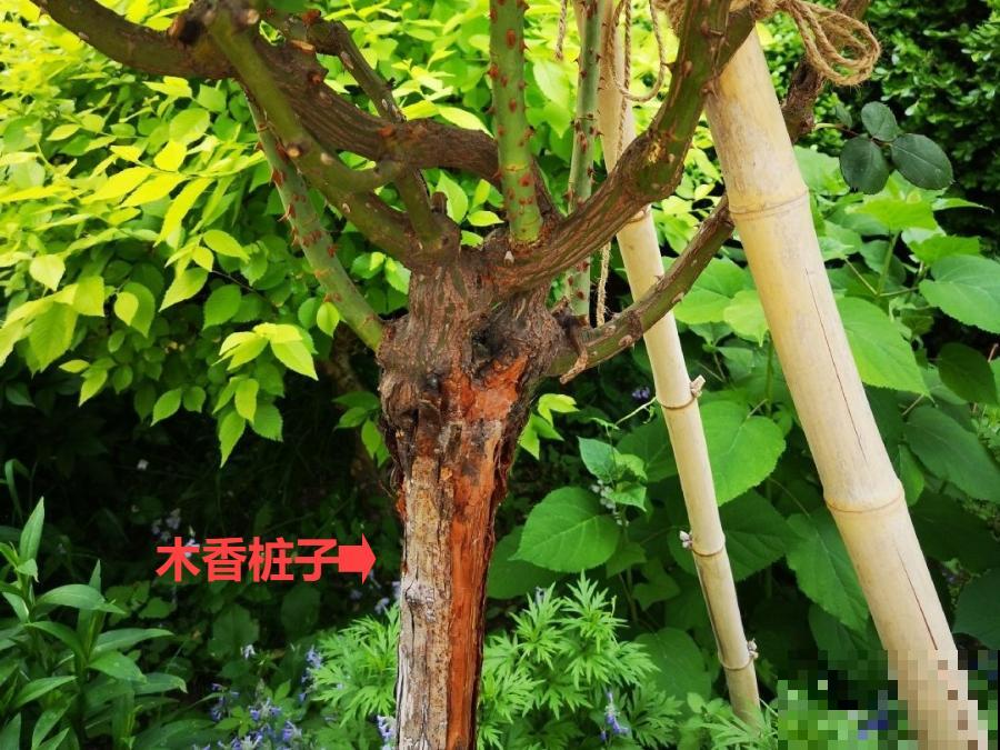 月季大花树，自己也能造，成品老桩上千块！