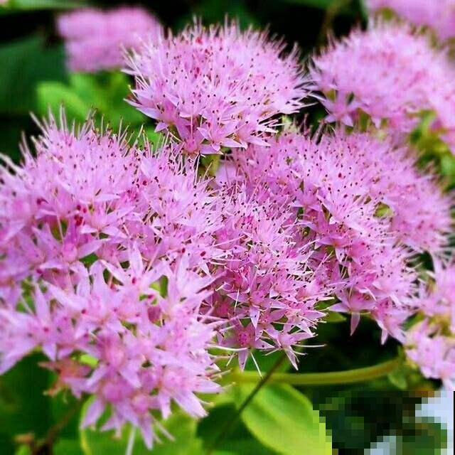 想要养皮实花，就养八宝景天，耐旱耐盐碱，开花就成大花球