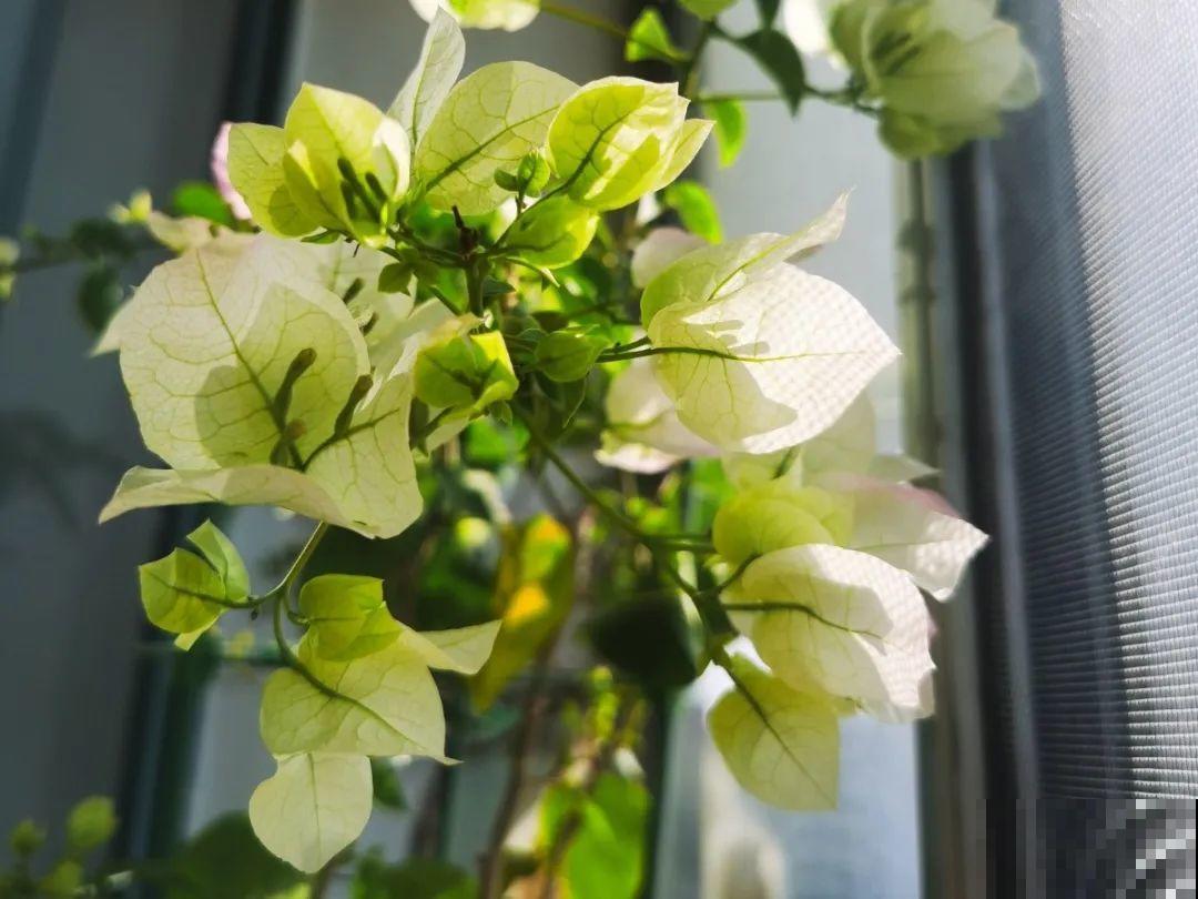 10种耐旱植物，平时少浇水，开花更准时！