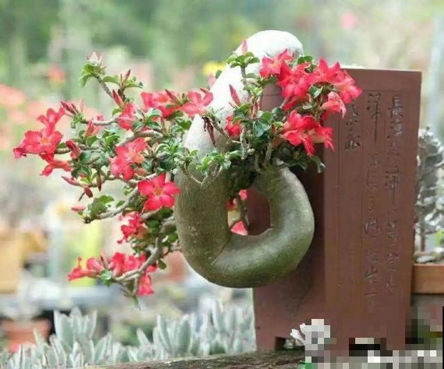 6种花能养成巨无霸，摆在家门口，路过的都称奇！