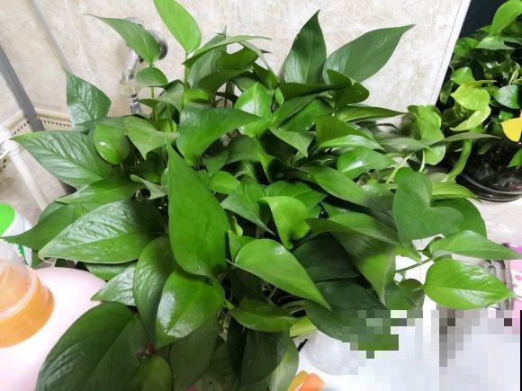 只养一盆它，就能把家里变成绿植森林，空气清新没异味！