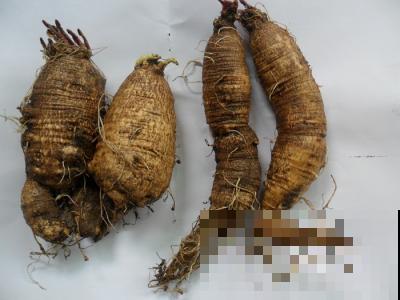 路边挖出一棵野人参，叶子独特只有四片，比买的人参还宝贵！