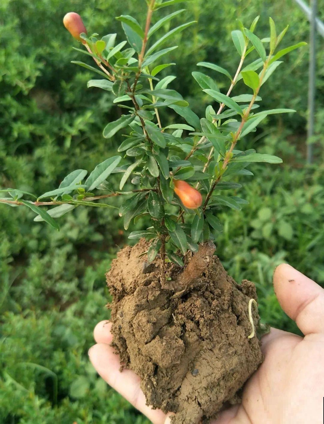 20种常见花，扦插方法大全，不用再花钱买了！