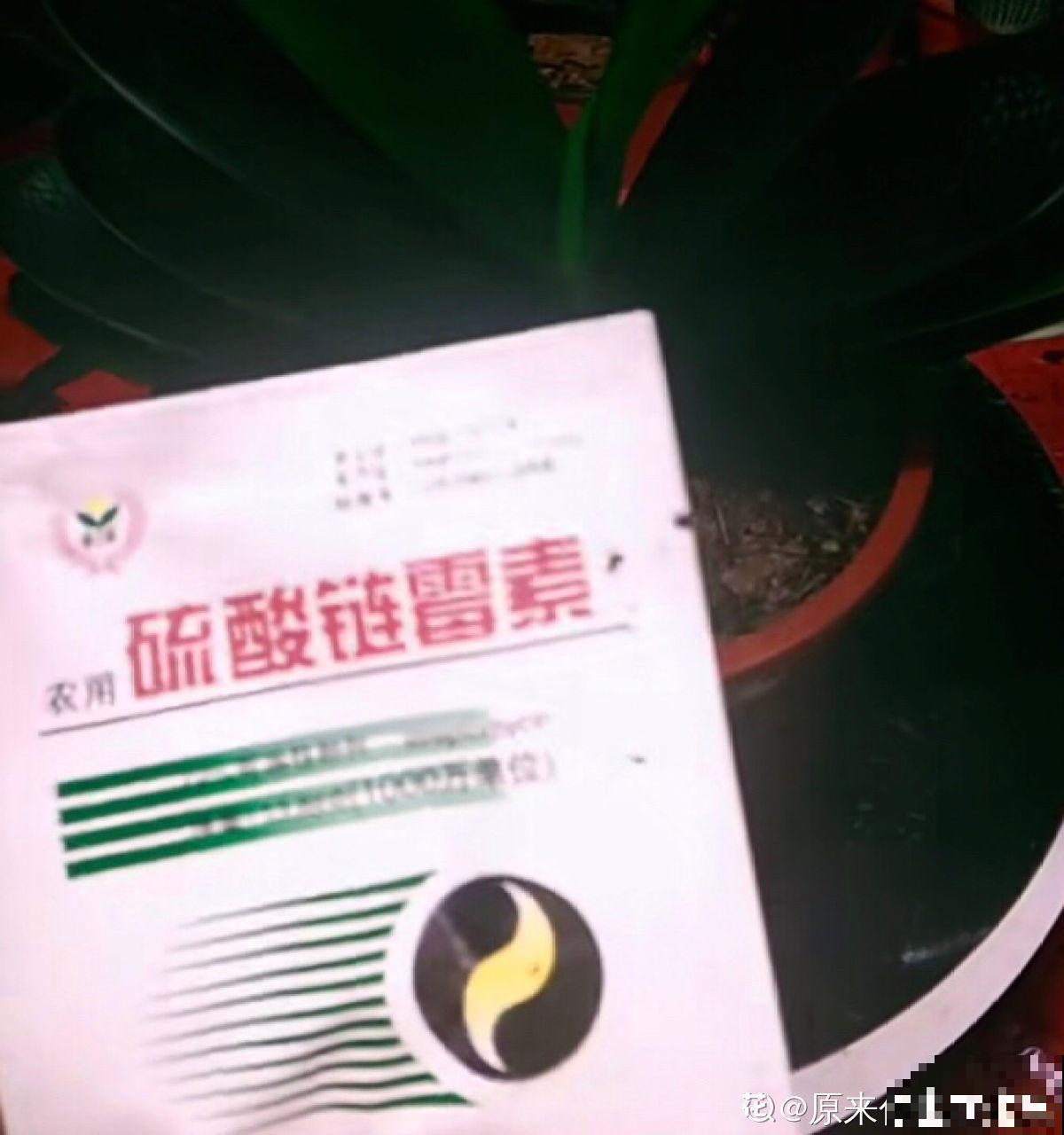 浇水总是烂根？土里加点“料”，咋浇水都没事！