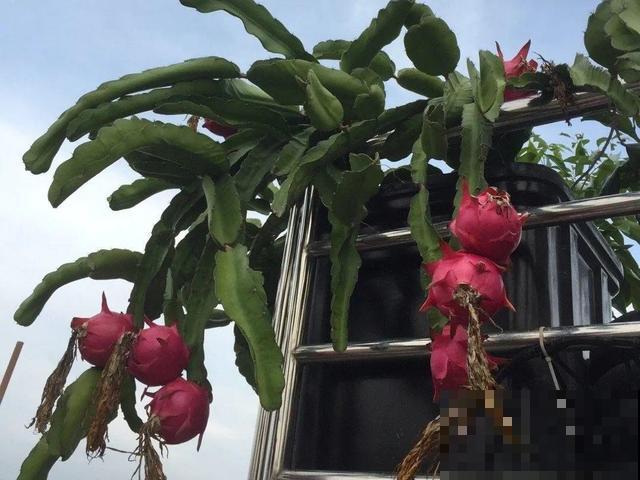 6种植物不按套路生长？你吃的水果，就是这么长出来的！