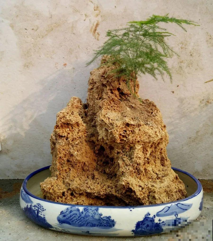 15种花超好活，掰个叉丢水里，自己发芽开出花！