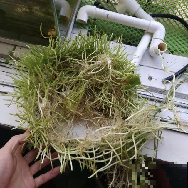 这10种花，天越热越扦插，3天冒出大白根！