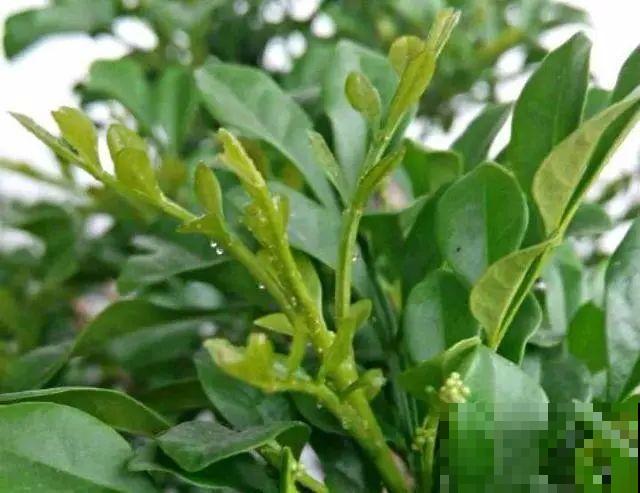 花叶子噗噗冒水珠，恭喜你，把花养灵了！