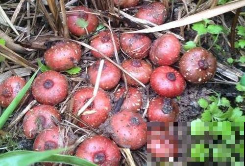 野外看到这小果挺怪，看着像石榴，掰开像无花果！