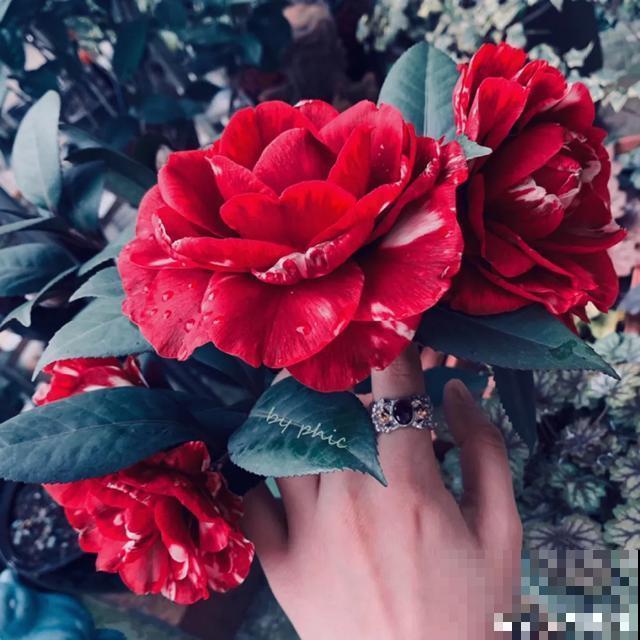 阳春三月，出门踏青，原来有这么多漂亮花！