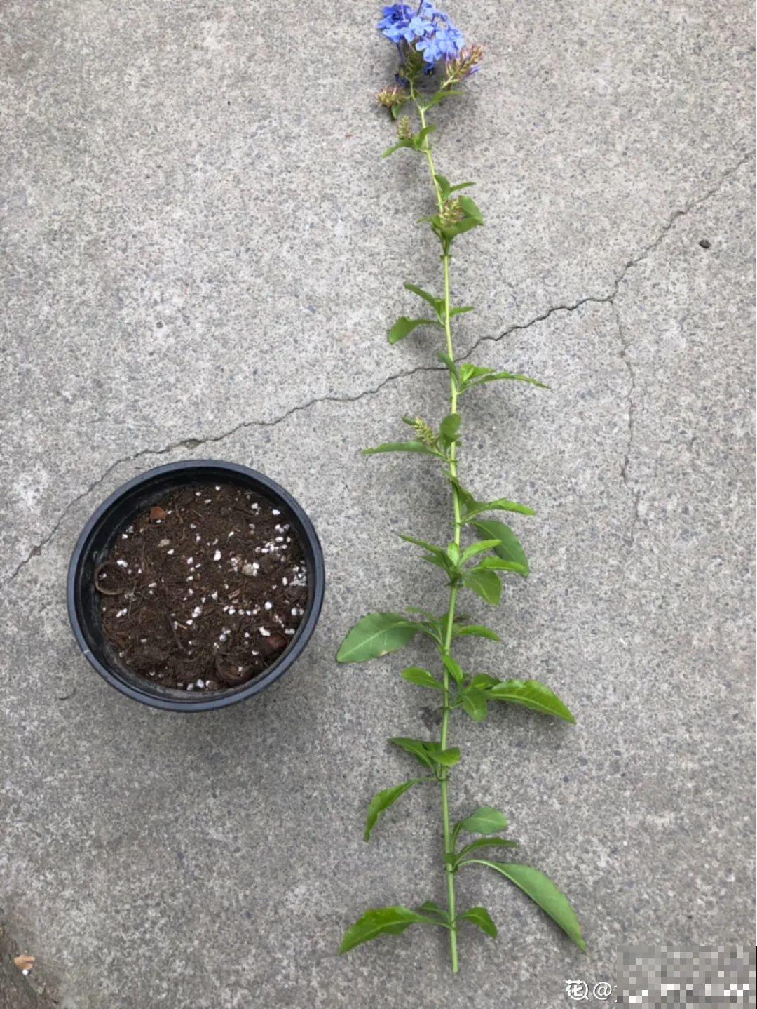 这10种花，天越热越扦插，3天冒出大白根！