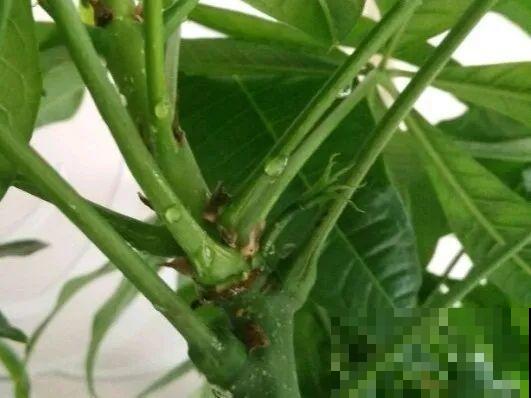 花叶子噗噗冒水珠，恭喜你，把花养灵了！