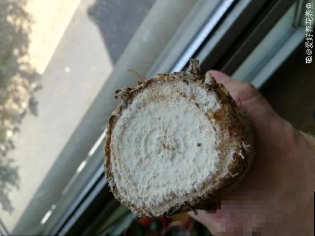 家里养盆虎皮兰，小花盆、挤着养，疯狂开花爆小崽！
