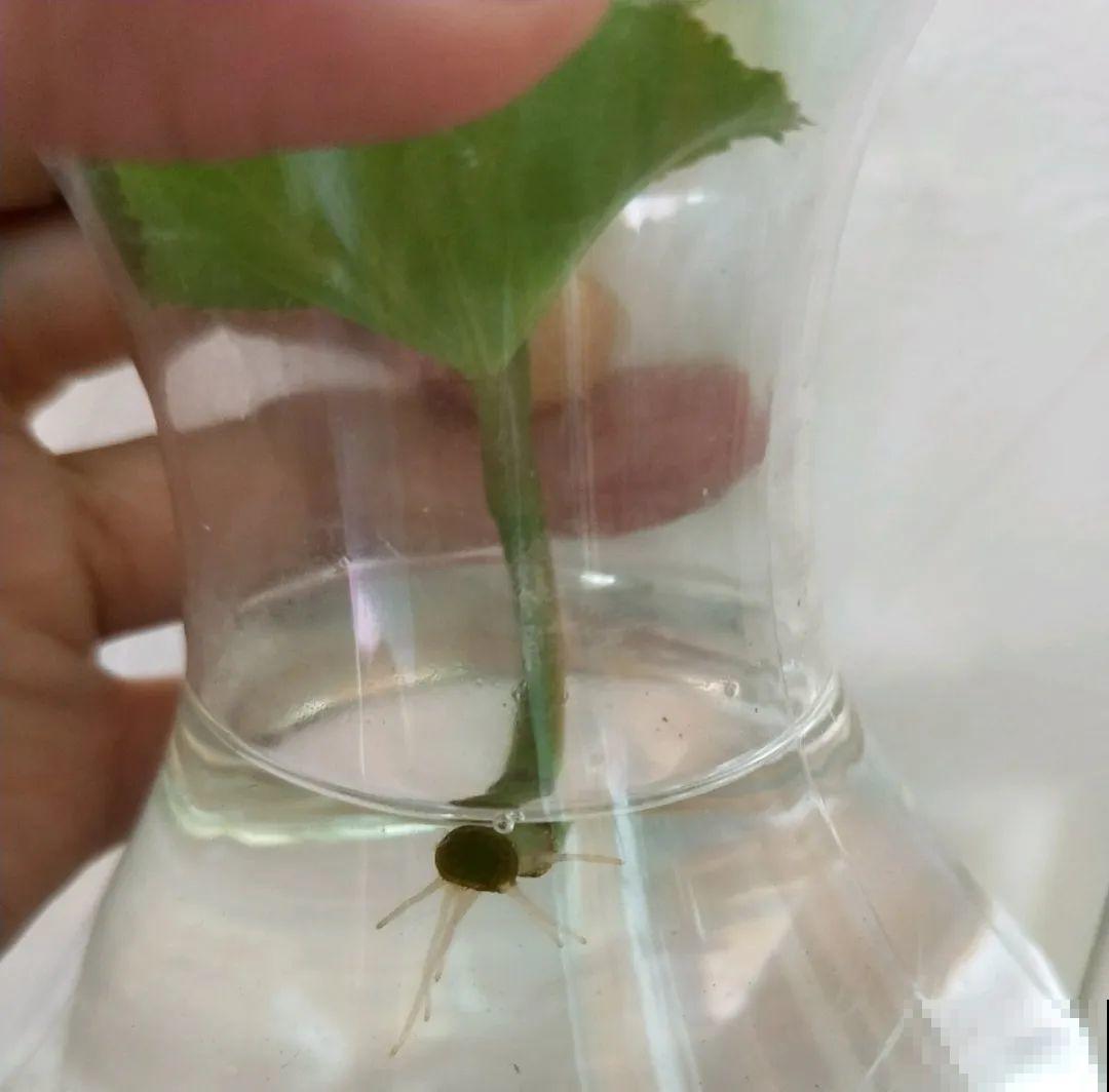 天热了，8种花不能乱浇水，小心浇完就死！