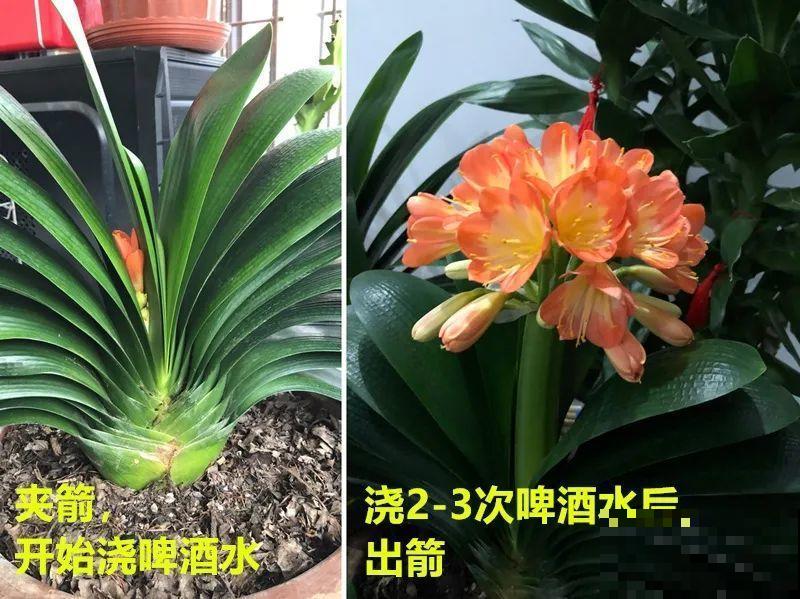在家自制壮根水，7天浇一次，养出白胖萝卜根！