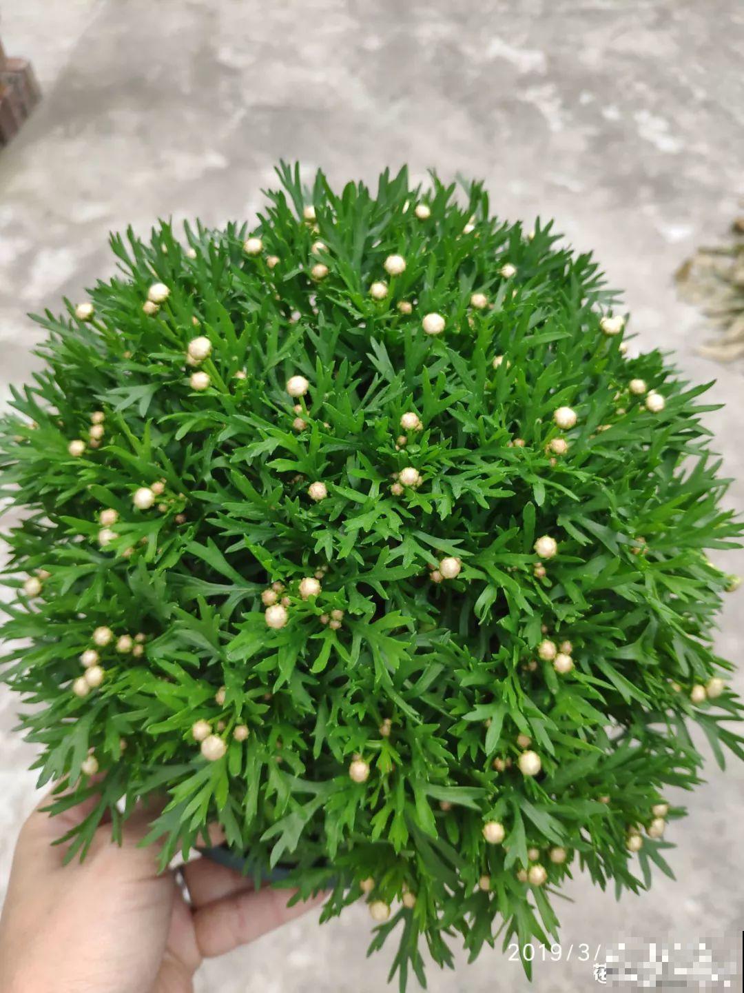 角堇矮牵牛现在马上打顶，长得一茬又一茬！