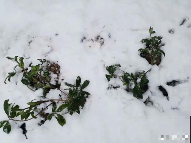 如果你有个院子，那一定要养这5种花，开花又多又香！