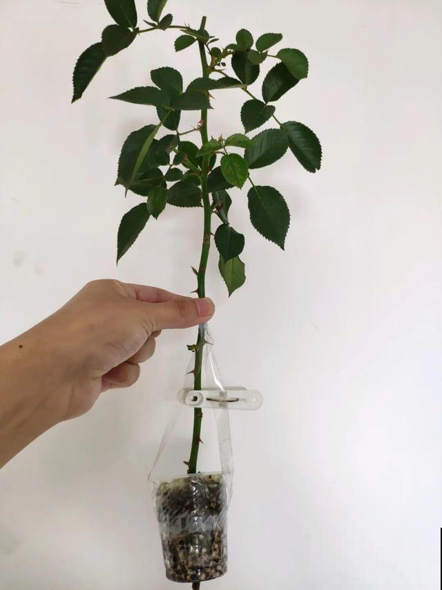1个塑料瓶，居然有8种养花方法，省钱又好用！