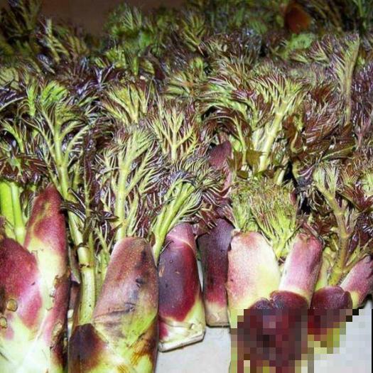 农村树上一种野菜，长得像香椿，为啥卖的比肉贵？