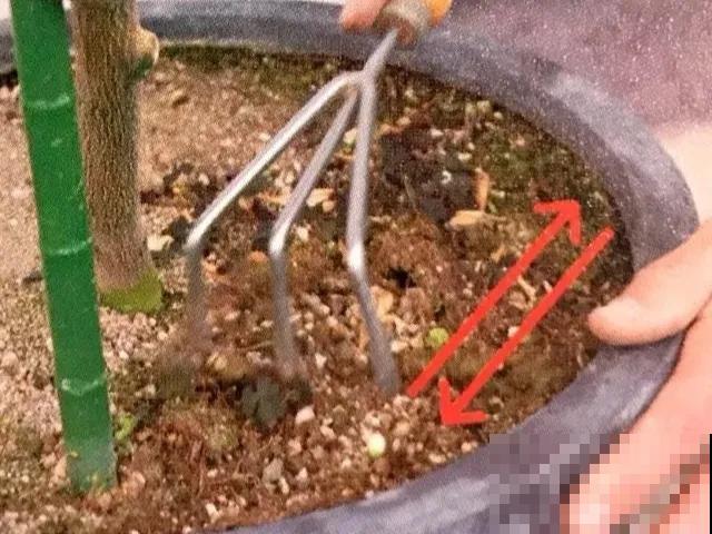 春天给花埋点它，就不用换盆了，保证土肥得流油！