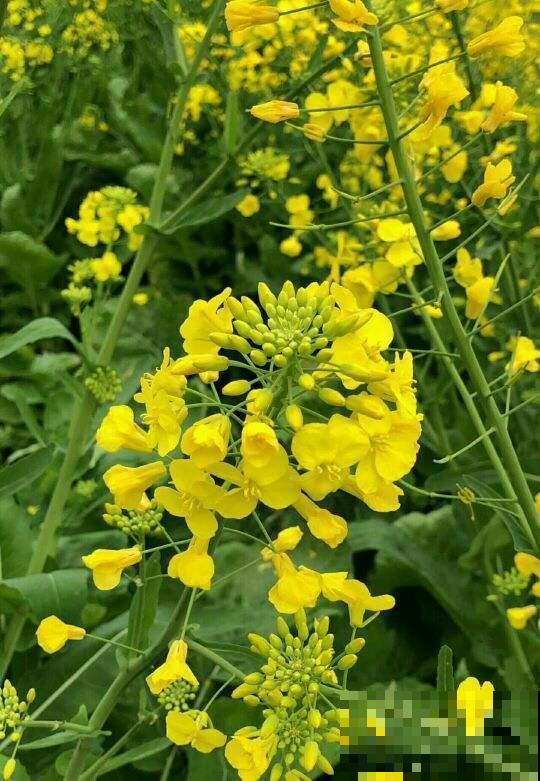 漫山遍野油菜花，到底和油菜有啥关系？原来家里也能赏！
