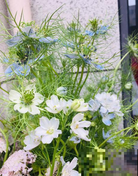 它是铁线莲的姐妹花，夏天能长1米高，花瓣几乎是透明的！