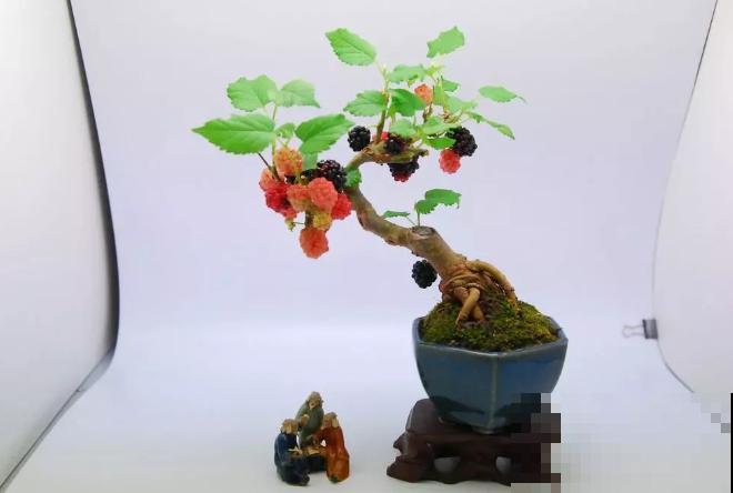 一个茶碗就能养的花，开花精致富贵，摆在窗台上档次！