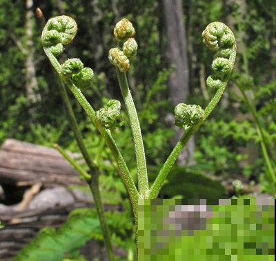 山上经常见的猴子腿，居然是野菜，掐一把还能拌菜吃