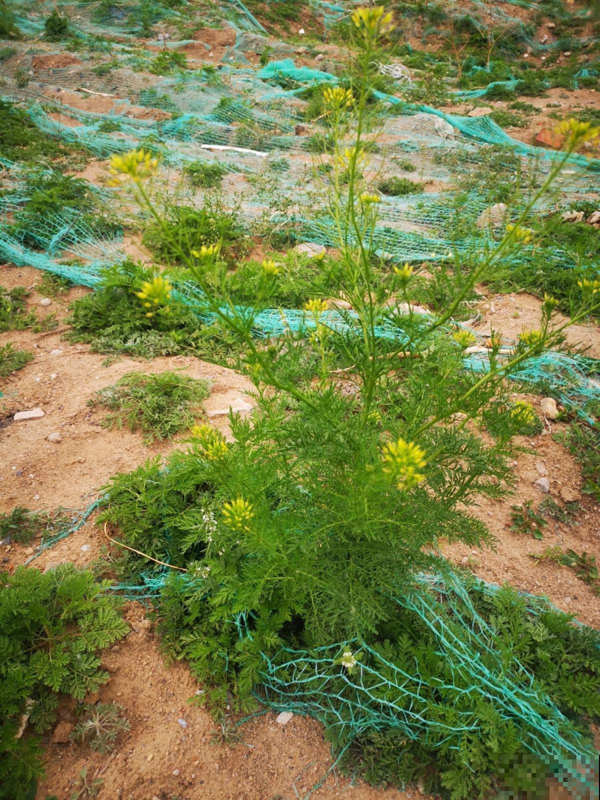 小麦地里人人喊打的麦蒿，没想到种盆里这么清新，赶紧薅回家！