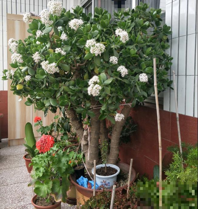 养这花不能用大盆，花盆越小，长得越粗壮！