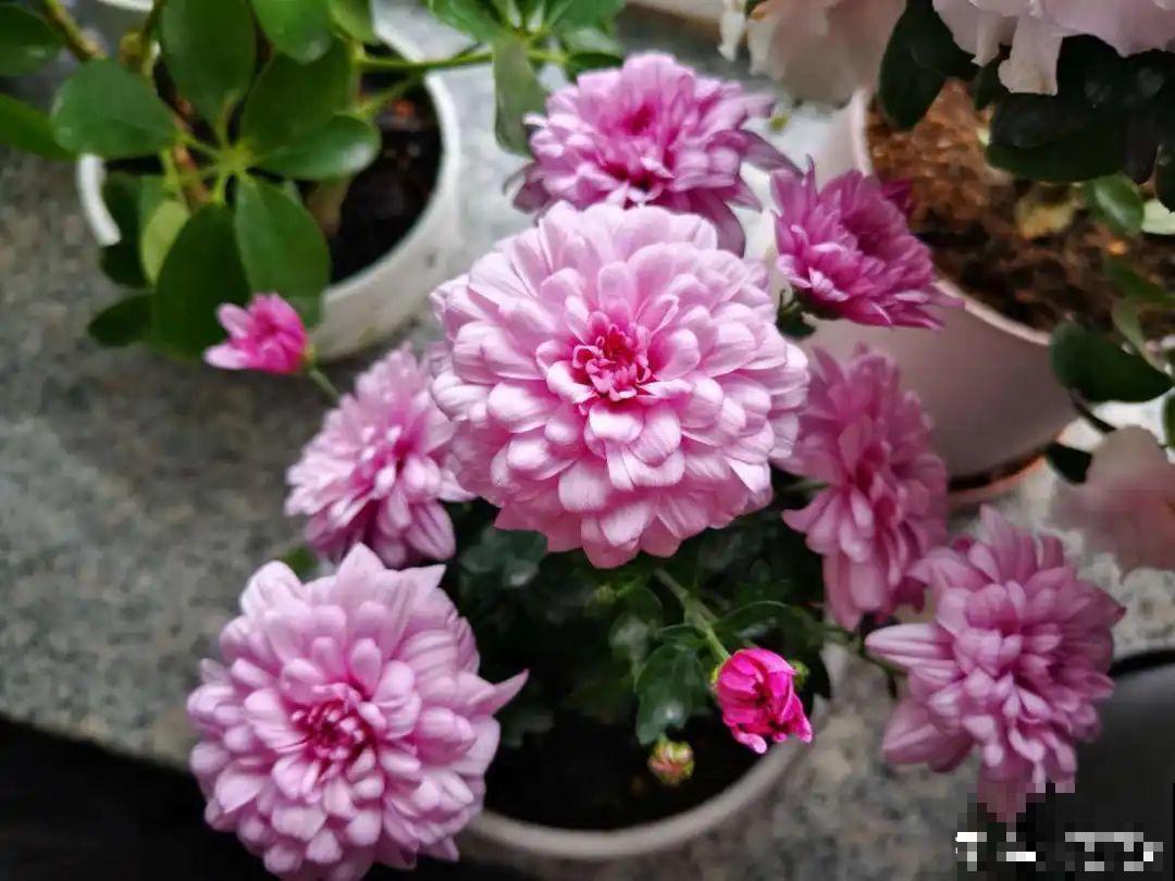 家里有这花，可以控制开花，想开几次都行！