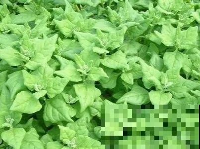 66种野菜辨别图，再不挖点尝尝，下个月就老了！