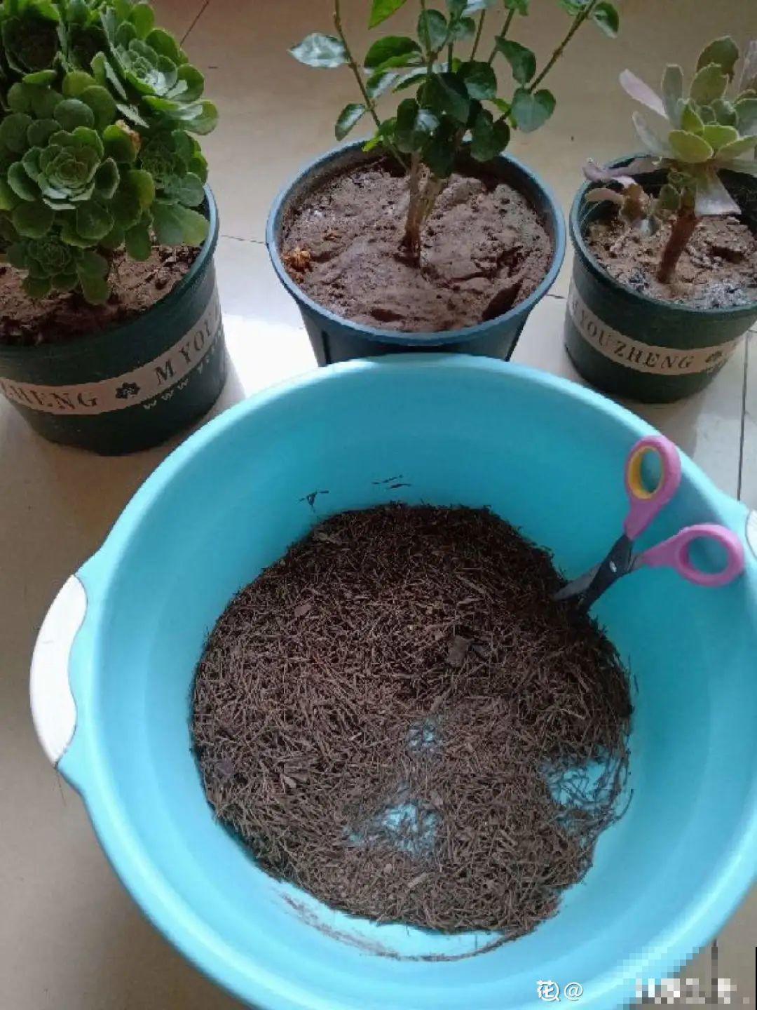 1把核桃垫盆底，不烂根、不招虫，疯长停不下来！