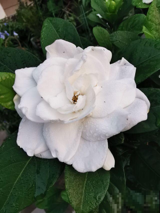 吃剩的大骨头别扔，是天然磷肥，给花吃了喷盆盆爆花