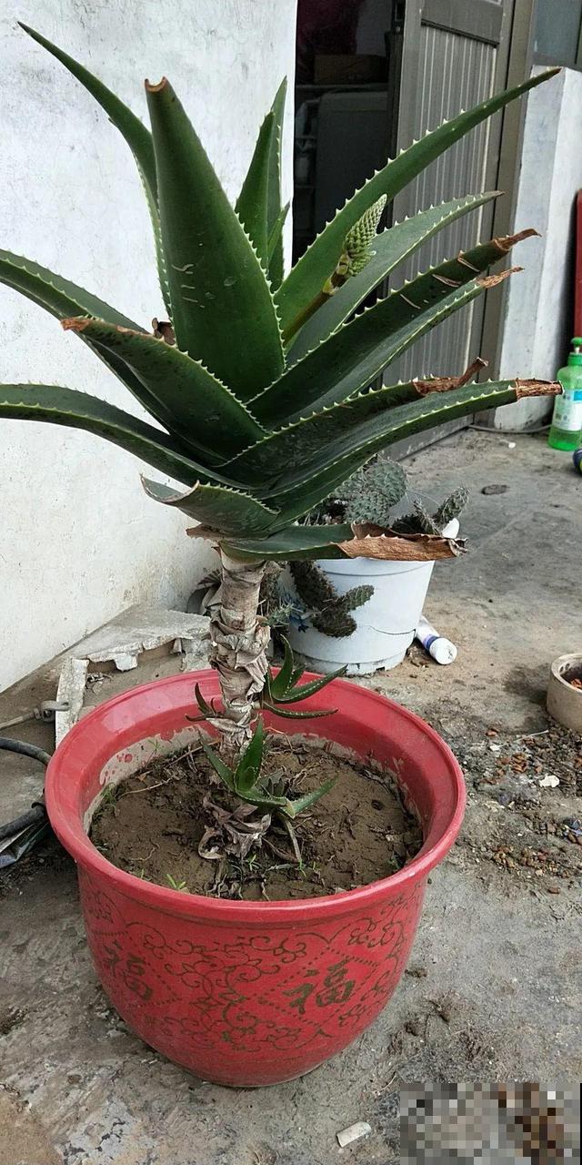 6种花能养成巨无霸，摆在家门口，路过的都称奇！