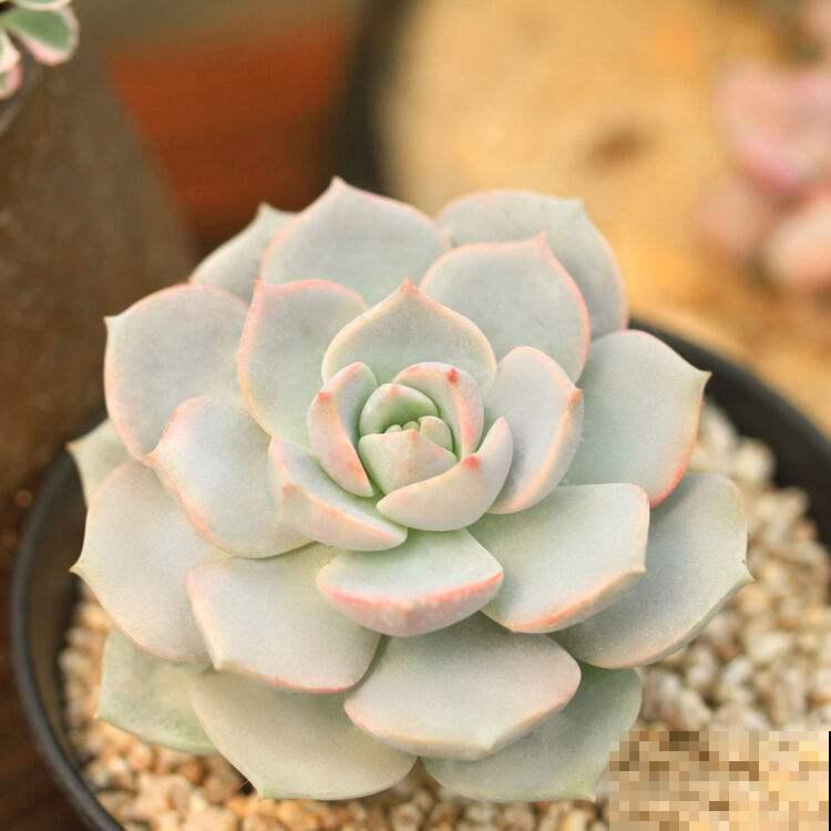 白牡丹模样的多肉你见过吗？特别皮实好养，叶子肥得惊人！