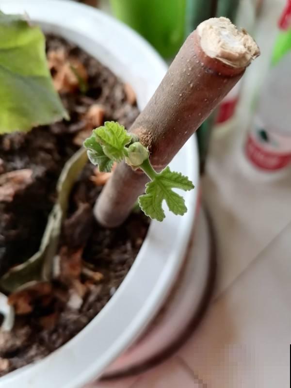想在夏天吃到美味清甜无花果，现在的养护不可少，赶紧学学！