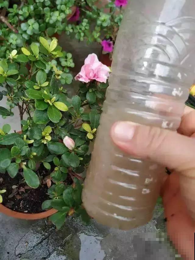 花一到春天就蔫巴，那是浇水浇少了，赶紧补水