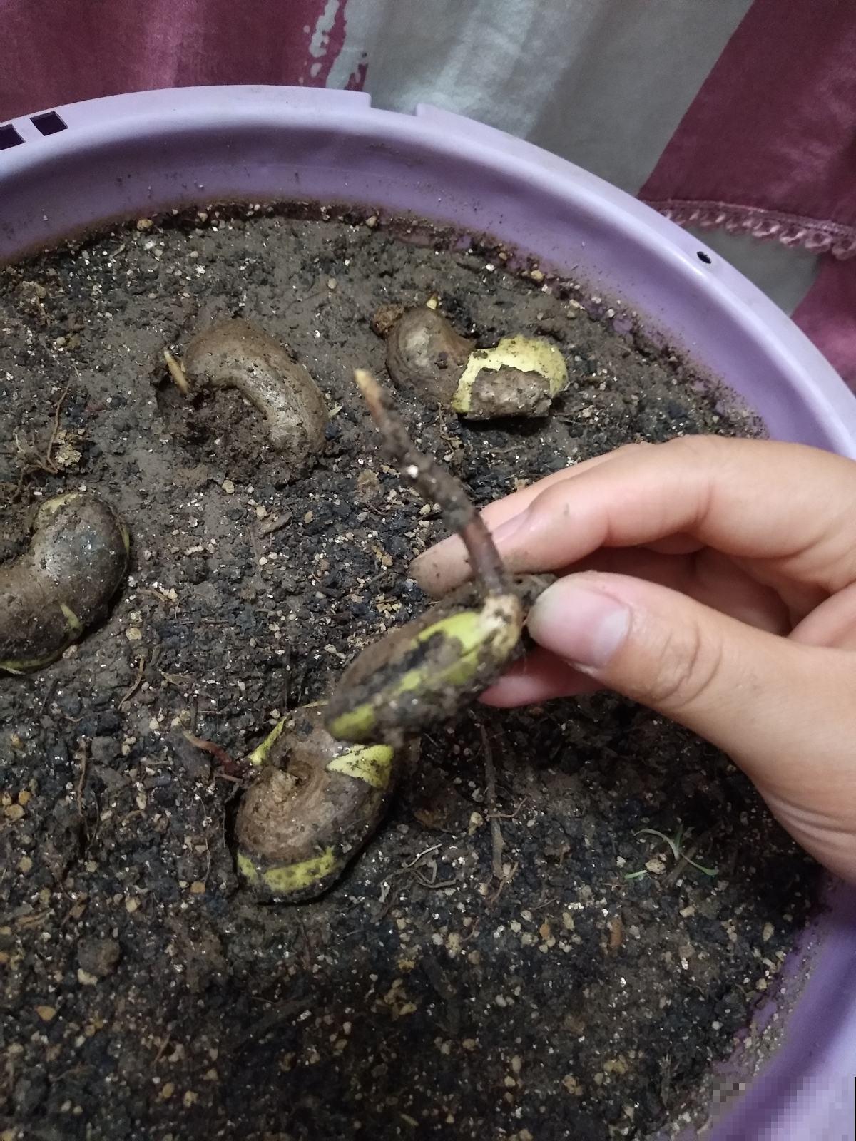 芒果这么种才长得快，随手一剪，就能种出小森林！