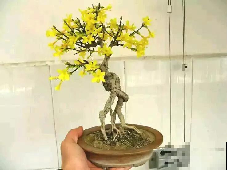 一个茶碗就能养的花，开花精致富贵，摆在窗台上档次！