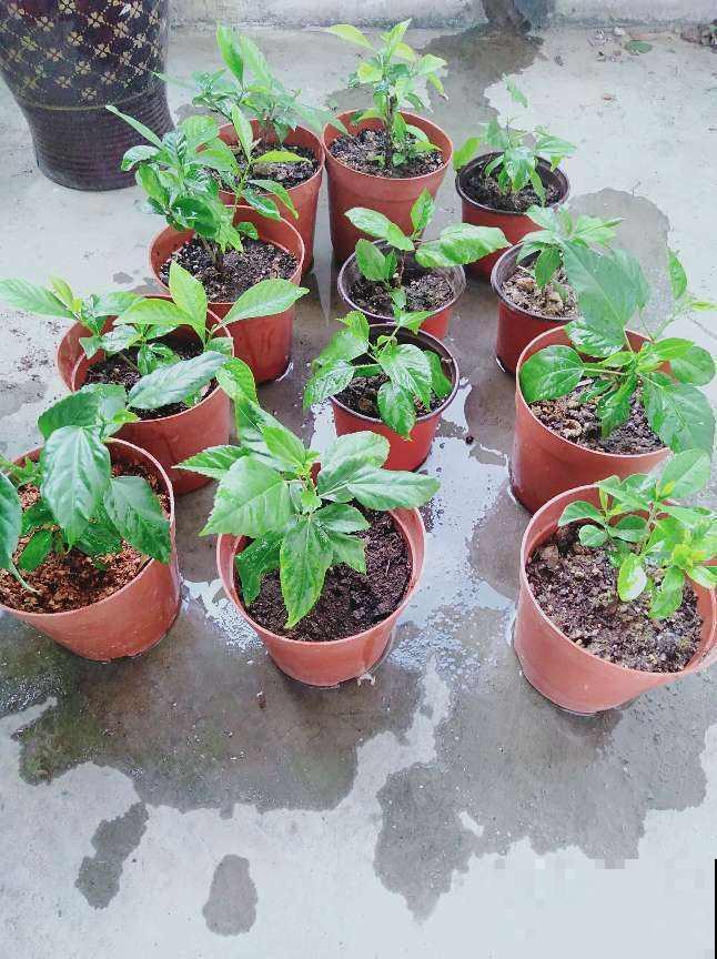 扶桑花典雅浪漫，扦插成十来盆，每盆开出碗口大的花！