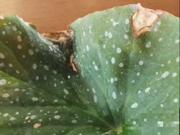 天热了，8种花不能乱浇水，小心浇完就死！