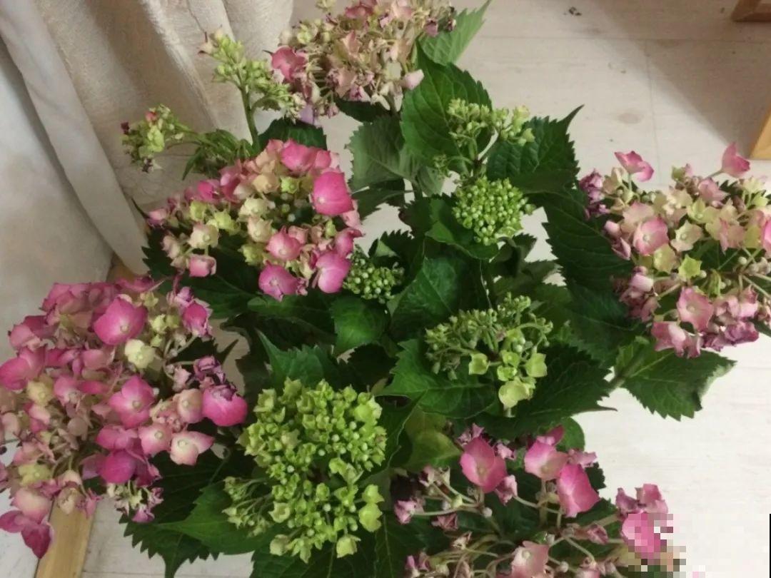 6种花一天不浇水，叶子就耷拉，缺水3天就死翘！